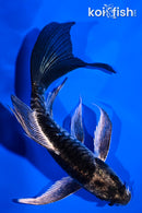 5.25" KIKOKURYU BUTTERFLY