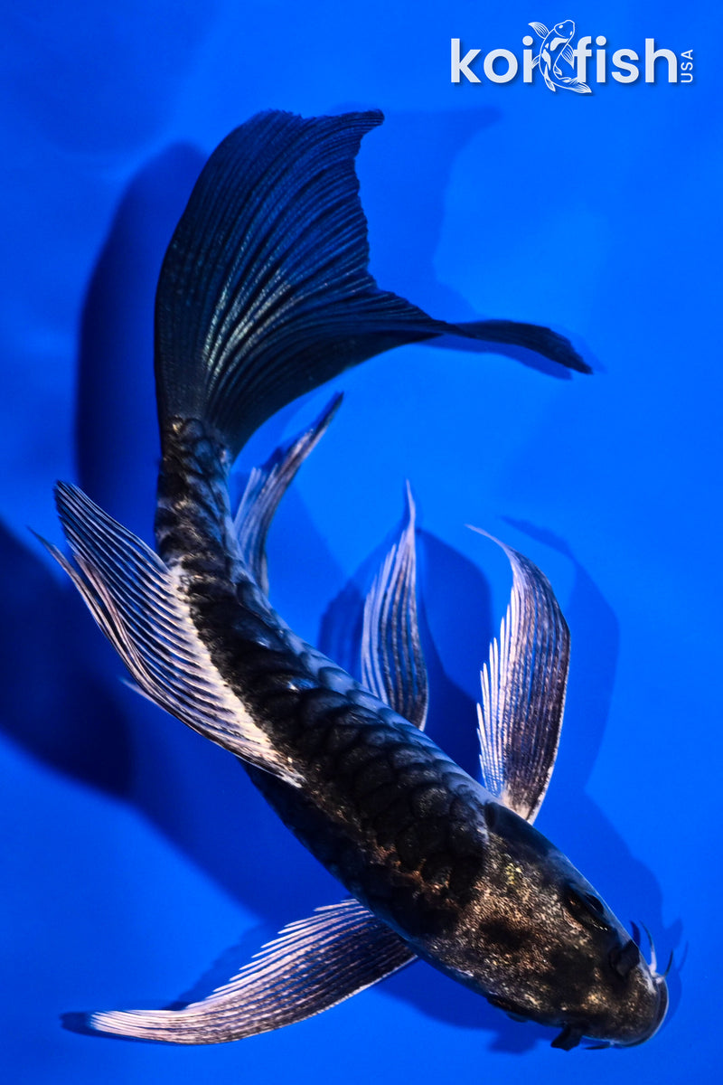 5.25" KIKOKURYU BUTTERFLY