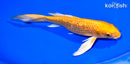 7.75" GINRIN ORENJI OGON BUTTERFLY