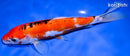 9" DOITSU GOSHIKI
