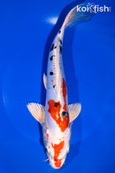 10.5" YAMATO NISHIKI