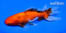5.75" CALICO WAKIN GOLDFISH