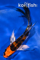 4.75" DOITSU KUJAKU BUTTERFLY