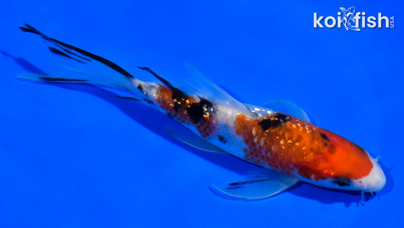 5.5" GINRIN SANKE BUTTERFLY