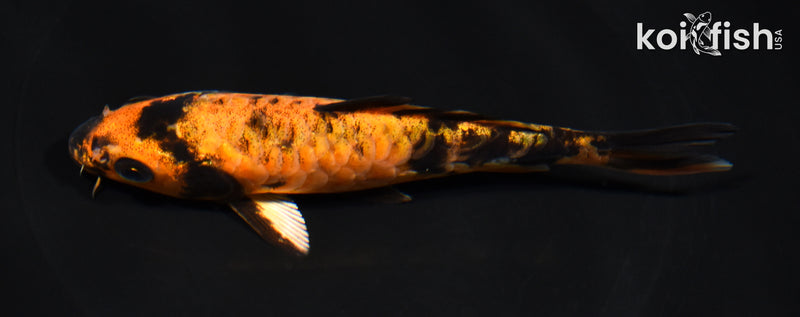 5.5" ARAGOKE KIN HI UTSURI