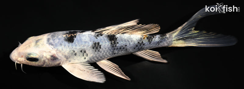 5.25" GIN SHIRO BEKKO BUTTERFLY