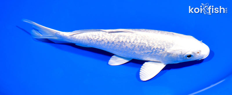 7.25" GINRIN PLATINUM OGON