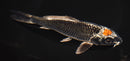 7.5" TANCHO GINGA