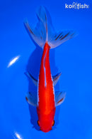 7" SARASA WATONAI GOLDFISH