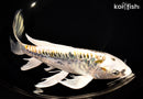 9.75" KIN KIKOKURYU BUTTERFLY