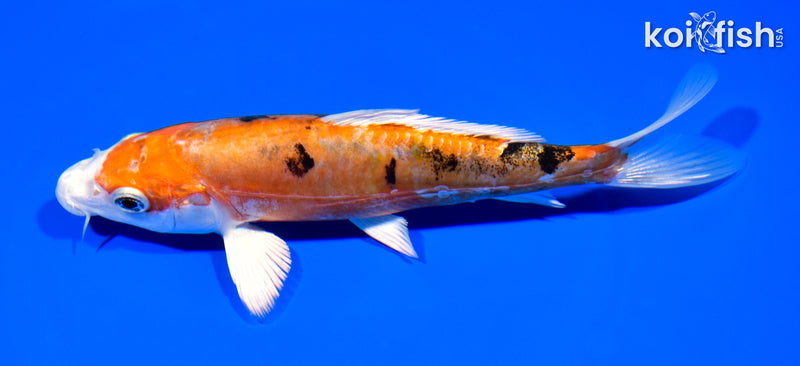 6.75" HEISEI NISHIKI