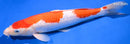 13" GINRIN KOHAKU