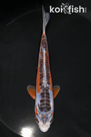 5.5" HI SHUSUI