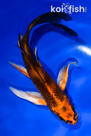 5.5" KIN HI UTSURI BUTTERFLY