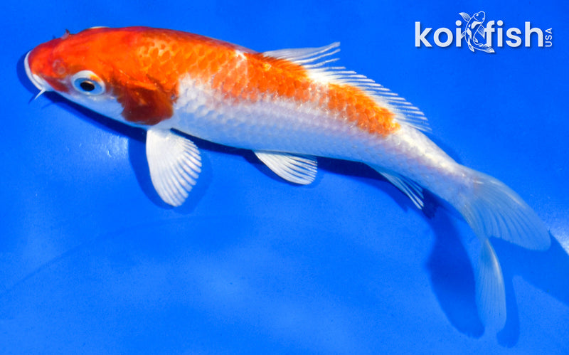5" HARIWAKE