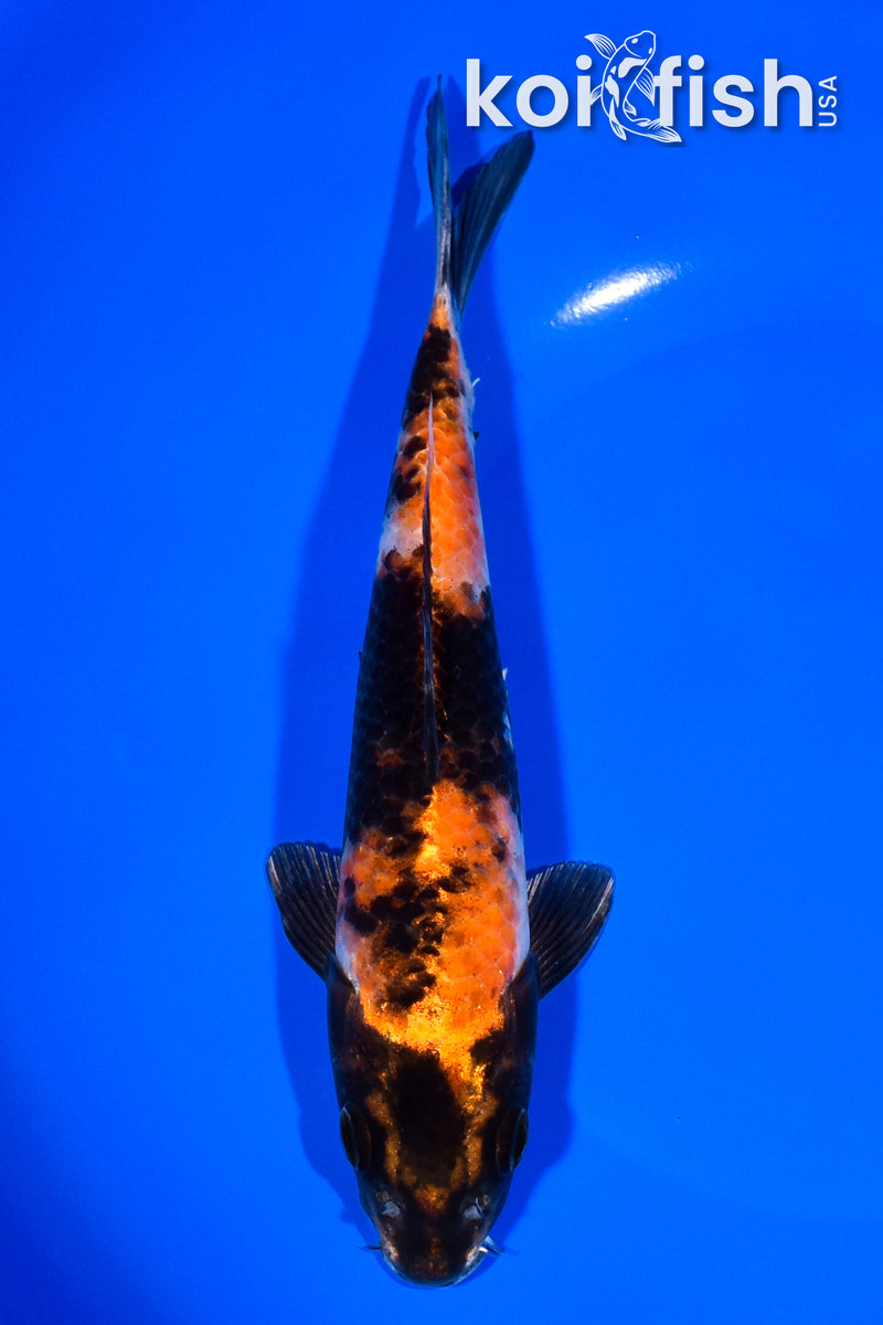 7.75" KIN HI SHOWA