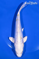 7.5" DOITSU LEMON HARIWAKE