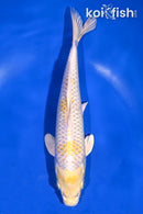 9.25" LEMON HARIWAKE