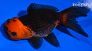 4.5" ORANDA GOLDFISH