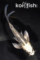 5.75" ARAGOKE KIKOKURYU BUTTERFLY