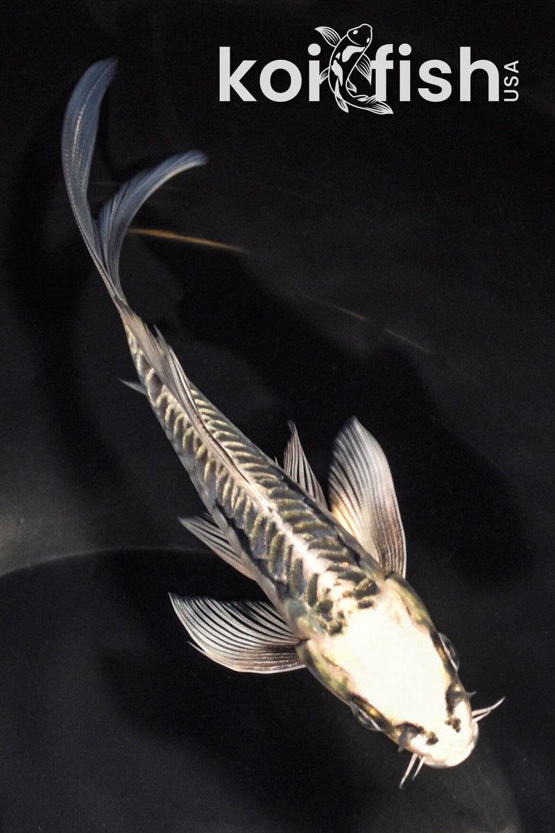 5.75" ARAGOKE KIKOKURYU BUTTERFLY