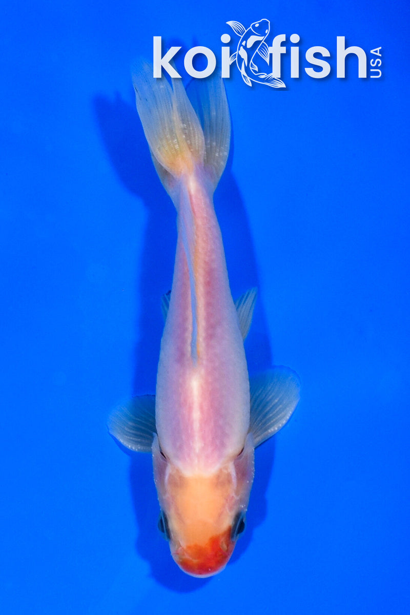5" WAKIN GOLDFISH