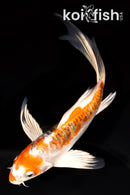 7.25" DOITSU KUJAKU BUTTERFLY