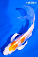 6" KIKUSUI BUTTERFLY