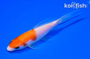 5.5" KOHAKU BUTTERFLY