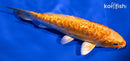 5.25" DOITSU ORENJI OGON