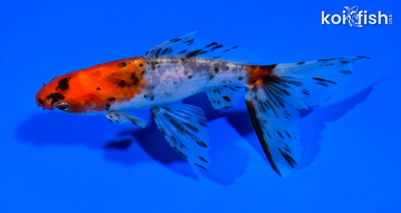 5.75" CALICO WATONAI GOLDFISH