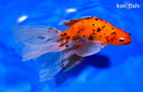 6.25" CALICO WATONAI GOLDFISH