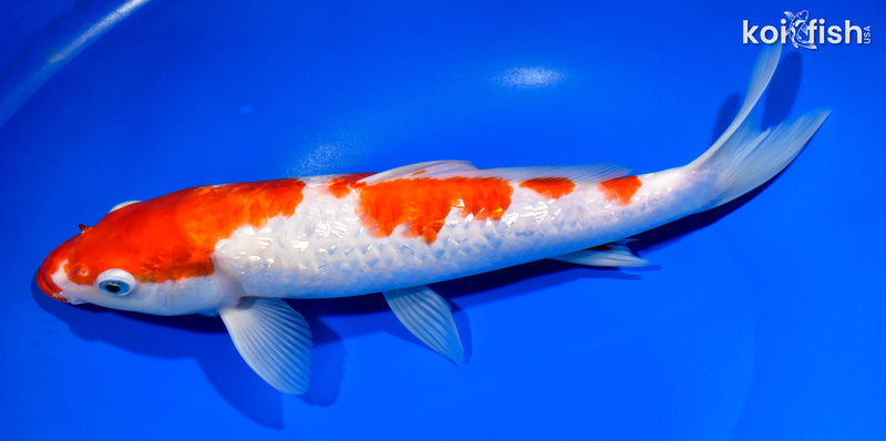 12" GINRIN KOHAKU