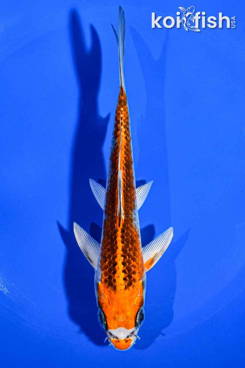 6" KUJAKU