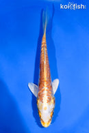 5.5" DOITSU YAMABUKI OGON