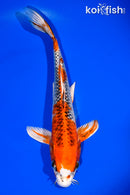 12.75" KUJAKU