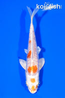 5.25" ARAGOKE KIKUSUI