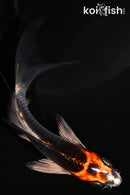 4.5" BENI GINGA BUTTERFLY