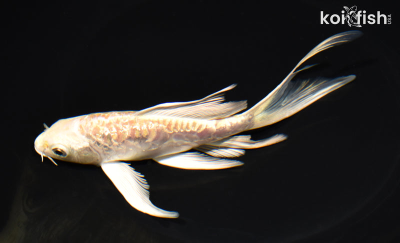 6" DOITSU GINRIN YAMABUKI OGON BUTTERFLY