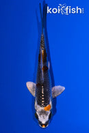 4.5" BENI GINGA