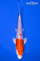 5.5" KIKUSUI
