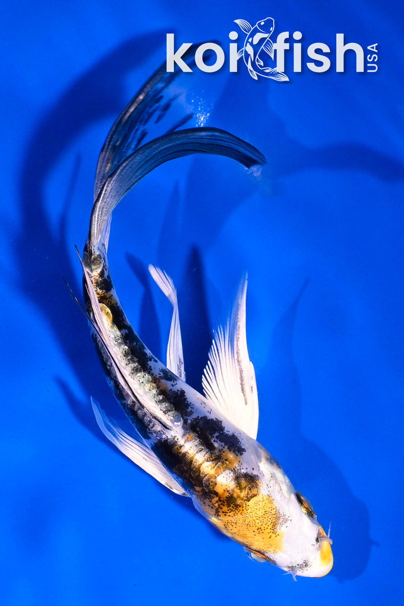 5' HEISEI NISHIKI BUTTERFLY