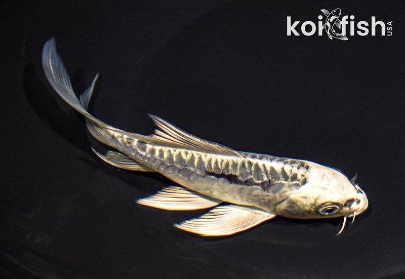 5.75" ARAGOKE KIKOKURYU BUTTERFLY