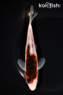 6.25" GOROMO
