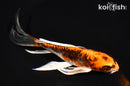 7.5" ARAGOKE BENI KIKOKURYU BUTTERFLY