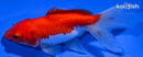 4.75" FANTAIL GOLDFISH