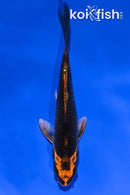 4.5" KUJAKU