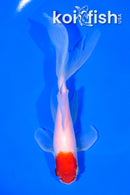 6" TANCHO WATONAI GOLDFISH