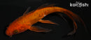 5.5" DOITSU CHAGOI BUTTERFLY