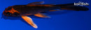 5.25" KIN ORENJI MATSUBA BUTTERFLY